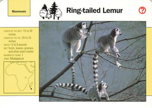 1991-95 Grolier Wildlife Adventure Cards #43.3 Ring-tailed Lemur Front
