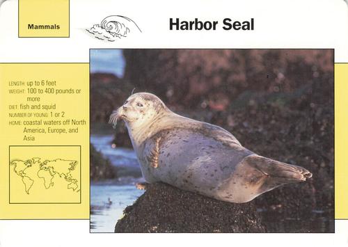 1991-95 Grolier Wildlife Adventure Cards #43.5 Harbor Seal Front
