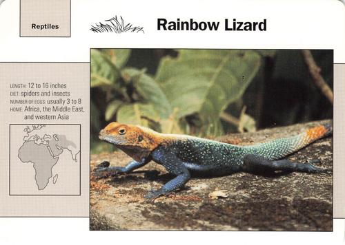 1991-95 Grolier Wildlife Adventure Cards #43.10 Rainbow Lizard Front