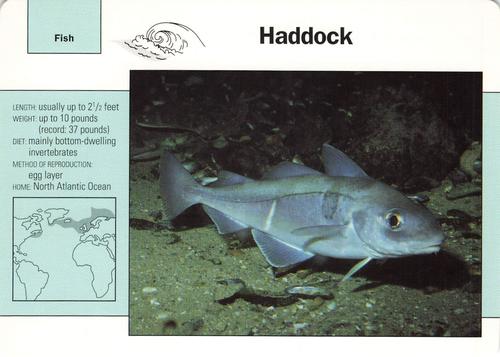 1991-95 Grolier Wildlife Adventure Cards #43.14 Haddock Front