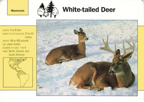 1991-95 Grolier Wildlife Adventure Cards #44.4 White-tailed Deer Front