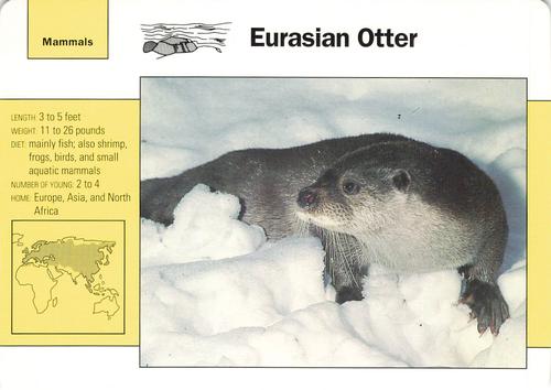 1991-95 Grolier Wildlife Adventure Cards #44.5 Eurasian Otter Front