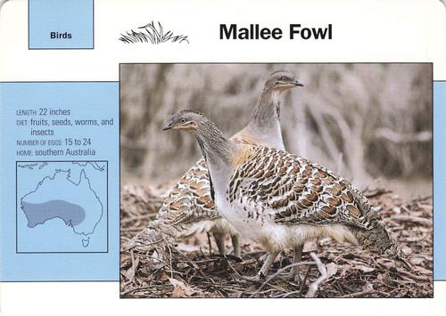 1991-95 Grolier Wildlife Adventure Cards #44.7 Mallee Fowl Front