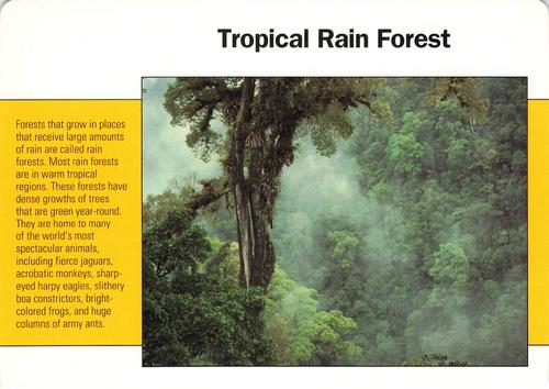 1991-95 Grolier Wildlife Adventure Cards #44.20 Tropical Rain Forest Front