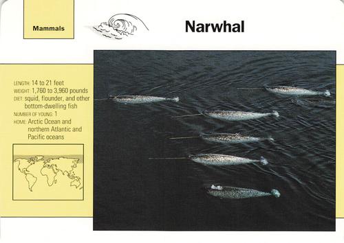 1991-95 Grolier Wildlife Adventure Cards #45.2 Narwhal Front