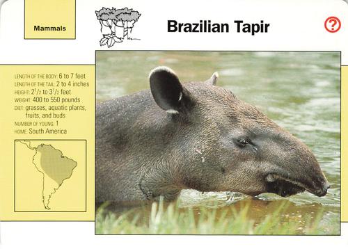 1991-95 Grolier Wildlife Adventure Cards #45.3 Brazilian Tapir Front