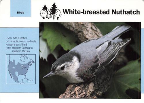 1991-95 Grolier Wildlife Adventure Cards #46.7 White-breasted Nuthatch Front