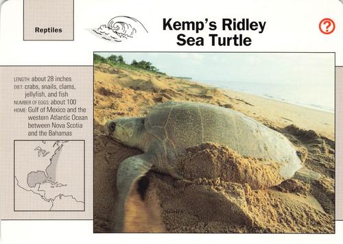 1991-95 Grolier Wildlife Adventure Cards #46.10 Kemp's Ridley Sea Turtle Front