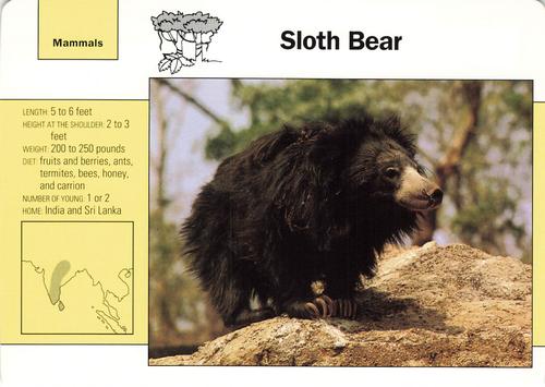 1991-95 Grolier Wildlife Adventure Cards #47.4 Sloth Bear Front