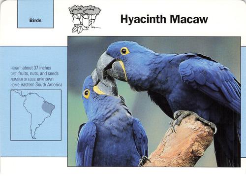 1991-95 Grolier Wildlife Adventure Cards #47.7 Hyacinth Macaw Front