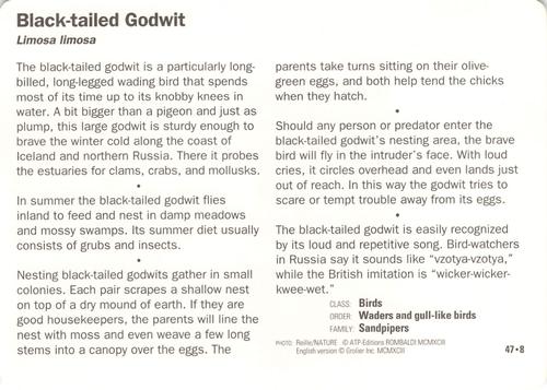 1991-95 Grolier Wildlife Adventure Cards #47.8 Black-tailed Godwit Back