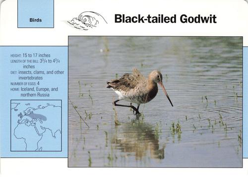 1991-95 Grolier Wildlife Adventure Cards #47.8 Black-tailed Godwit Front