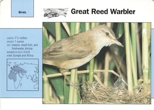 1991-95 Grolier Wildlife Adventure Cards #47.9 Great Reed Warbler Front