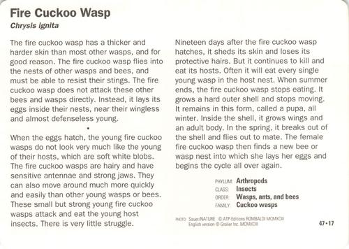 1991-95 Grolier Wildlife Adventure Cards #47.17 Fire Cuckoo Wasp Back