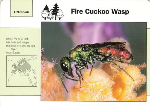 1991-95 Grolier Wildlife Adventure Cards #47.17 Fire Cuckoo Wasp Front