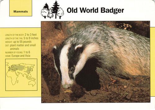 1991-95 Grolier Wildlife Adventure Cards #48.2 Old World Badger Front