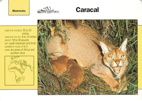 1991-95 Grolier Wildlife Adventure Cards #48.3 Caracal Front