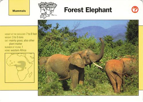 1991-95 Grolier Wildlife Adventure Cards #48.4 Forest Elephant Front