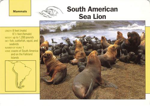 1991-95 Grolier Wildlife Adventure Cards #48.5 South American Sea Lion Front