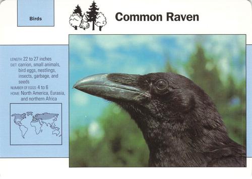 1991-95 Grolier Wildlife Adventure Cards #48.6 Common Raven Front