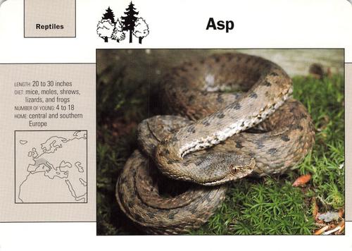 1991-95 Grolier Wildlife Adventure Cards #48.9 Asp Front