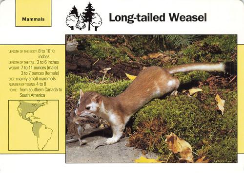1991-95 Grolier Wildlife Adventure Cards #49.1 Long-tailed Weasel Front