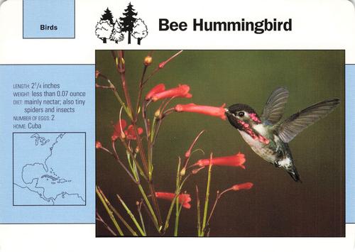1991-95 Grolier Wildlife Adventure Cards #49.7 Bee Hummingbird Front