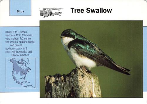 1991-95 Grolier Wildlife Adventure Cards #49.8 Tree Swallow Front