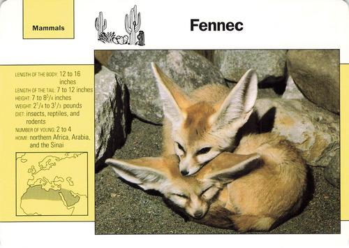 1991-95 Grolier Wildlife Adventure Cards #50.4 Fennec Front