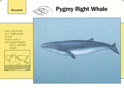 1991-95 Grolier Wildlife Adventure Cards #50.5 Pygmy Right Whale Front
