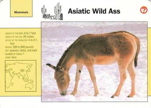1991-95 Grolier Wildlife Adventure Cards #50.6 Asiatic Wild Ass Front