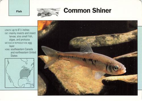 1991-95 Grolier Wildlife Adventure Cards #50.14 Common Shiner Front