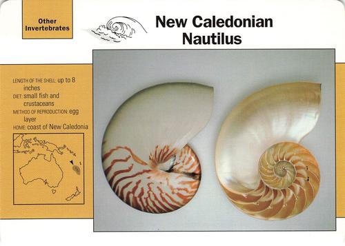 1991-95 Grolier Wildlife Adventure Cards #50.18 New Caledonian Nautilus Front