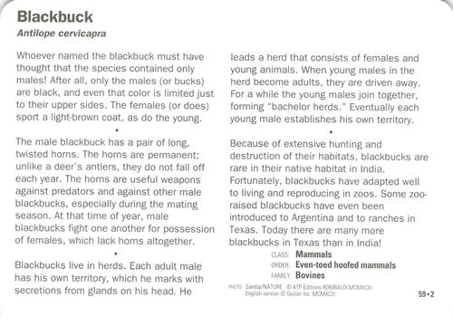 1991-95 Grolier Wildlife Adventure Cards #59.2 Blackbuck Back