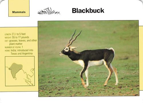 1991-95 Grolier Wildlife Adventure Cards #59.2 Blackbuck Front