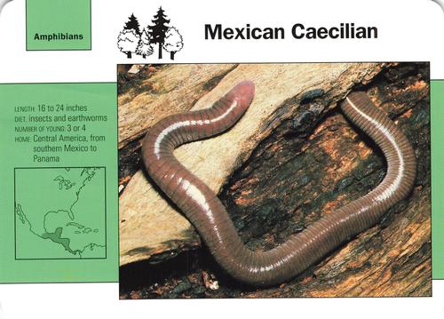 1991-95 Grolier Wildlife Adventure Cards #59.12 Mexican Caecilian Front