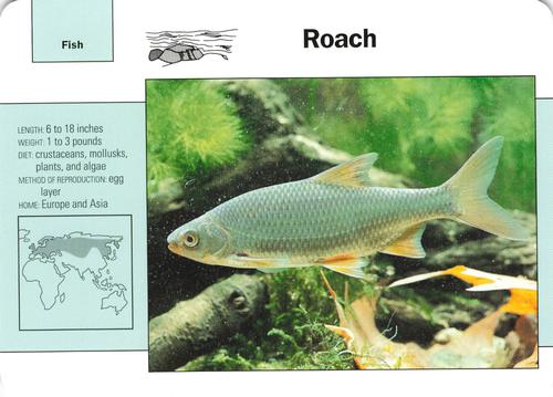 1991-95 Grolier Wildlife Adventure Cards #59.14 Roach Front