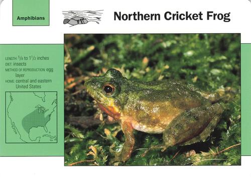 1991-95 Grolier Wildlife Adventure Cards #63.11 Northern Cricket Frog Front