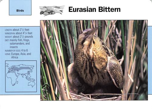 1991-95 Grolier Wildlife Adventure Cards #96.8 Eurasian Bittern Front