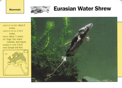 1991-95 Grolier Wildlife Adventure Cards #97.3 Eurasian Water Shrew Front