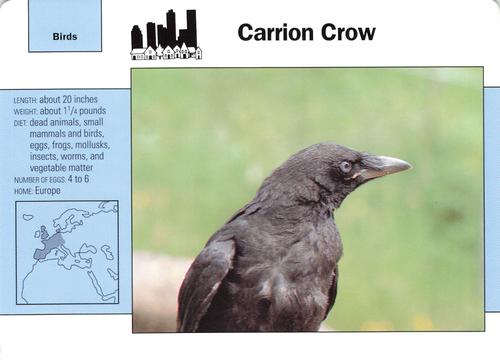 1991-95 Grolier Wildlife Adventure Cards #97.7 Carrion Crow Front