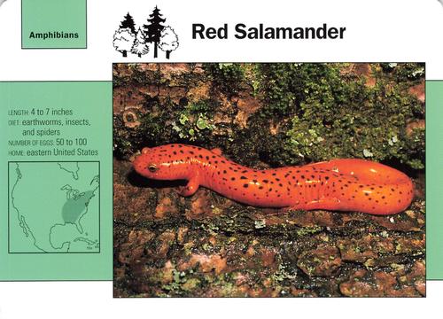 1991-95 Grolier Wildlife Adventure Cards #97.12 Red Salamander Front