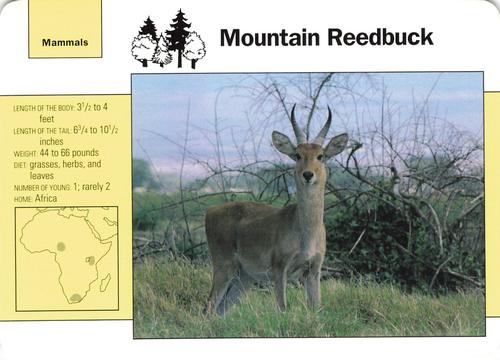 1991-95 Grolier Wildlife Adventure Cards #102.5 Moutain Reedbuck Front