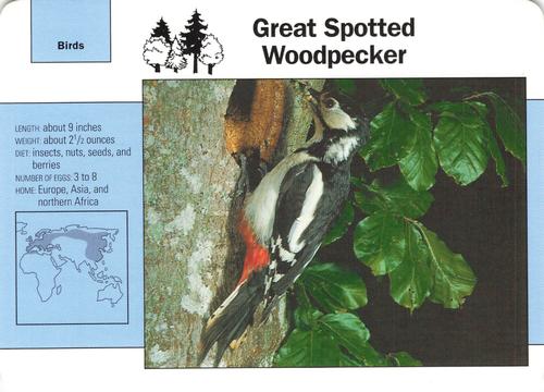 1991-95 Grolier Wildlife Adventure Cards #102.6 Great Spotted Woodpecker Front