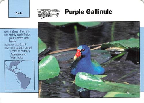 1991-95 Grolier Wildlife Adventure Cards #103.6 Purple Gallinule Front