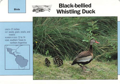 1991-95 Grolier Wildlife Adventure Cards #64.6 Black-bellied Whistling Duck Front