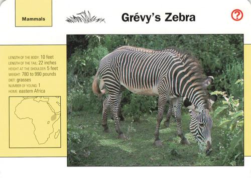 1991-95 Grolier Wildlife Adventure Cards #65.4 Grévy's Zebra Front