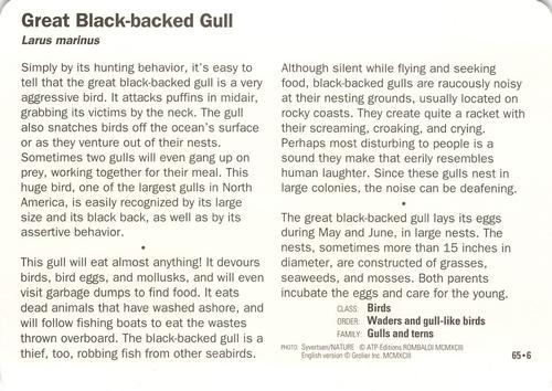 1991-95 Grolier Wildlife Adventure Cards #65.6 Great Black-backed Gull Back