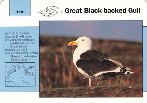 1991-95 Grolier Wildlife Adventure Cards #65.6 Great Black-backed Gull Front