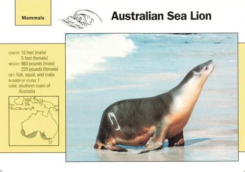 1991-95 Grolier Wildlife Adventure Cards #51.6 Australian Sea Lion Front